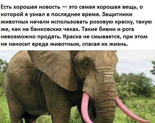 Есть хорошая новость это самая хорошая вещь о которой я узнал в последнее время Защитники животных начали использовать розовую краску такую же как на банковских чеках Такие бивни и рога невозможно продать Краска не смывается при этом не наносит вреда животным спасая их жизнь