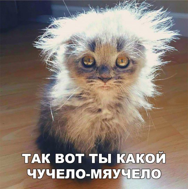 ТАК вот ты кдкедй чучвломяу
