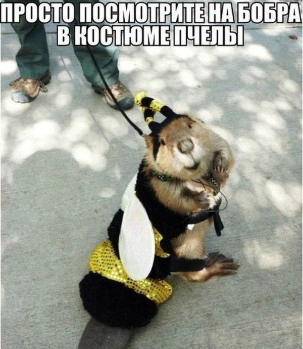 Китайские супруги пытались зачать ребенка занимаясь анальным сексом Оказалось что девственница китаянка в свои 24 года не знала откуда берутся дети Владимир вечно у этих китайцев все ЧЕРЕЗ ЖОПУ