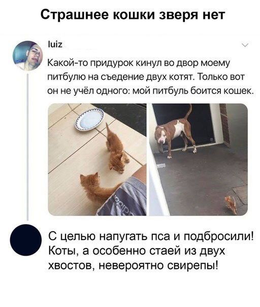 Страшнее КОШКИ зверя нет иі2 Какойто придурок кинул во двор моему ПИТбУПЮ На съедение ДВУХ КОТЯТ ТОЛЬКО ВОТ он не учёп одного мой питбуль боится кошек С целью напугать пса и подбросили Коты а особенно стаей из двух ХВОСТОБ НЭВЭРОЯТНО свирепы