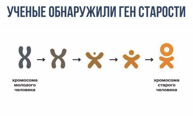УЧЕНЫЕ ОБНАРУЖИЛИ ГЕН СТАРОСТИ кппмосои хромосома чит к члопкв