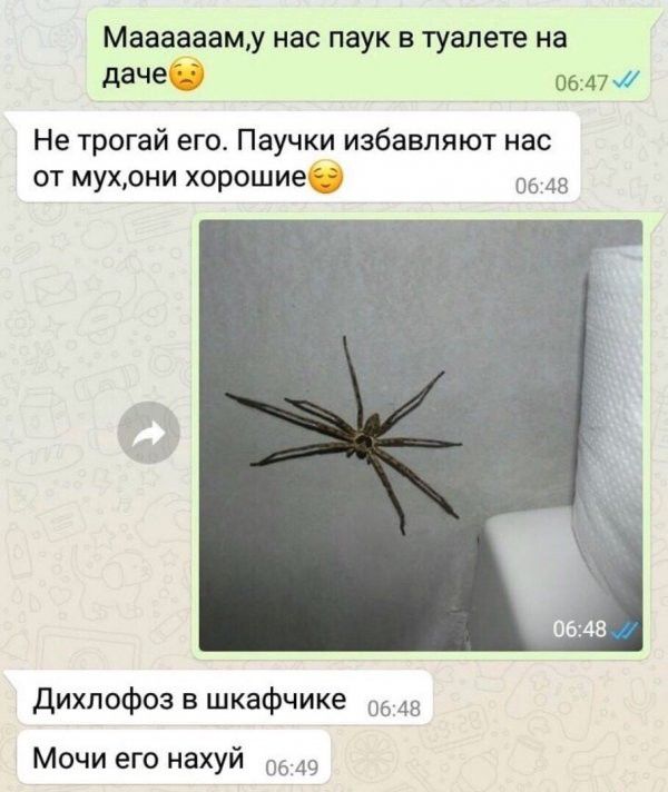 Мааааааму нас паук в туалете на дачеО оь477 Не трогай его Паучки избавляют нас от мухони хорошиеб 48 Дихпофоз в шкафчике 48 Мочи его нахуй 0649