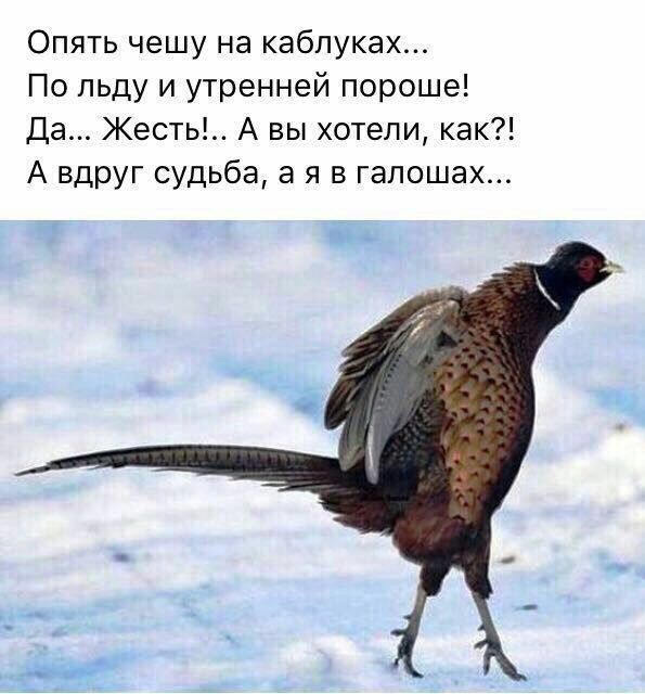 Опять чешу на каблуках По льду и утренней пороше Да Жесть А вы хотели как А вдруг судьба а я в гапошах ім