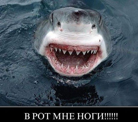 В РОТ МНЕ НОГИШП