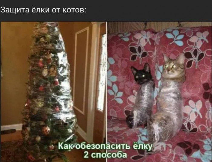Защита ёпки от котов