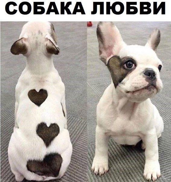 СОБАКА ЛЮБВИ