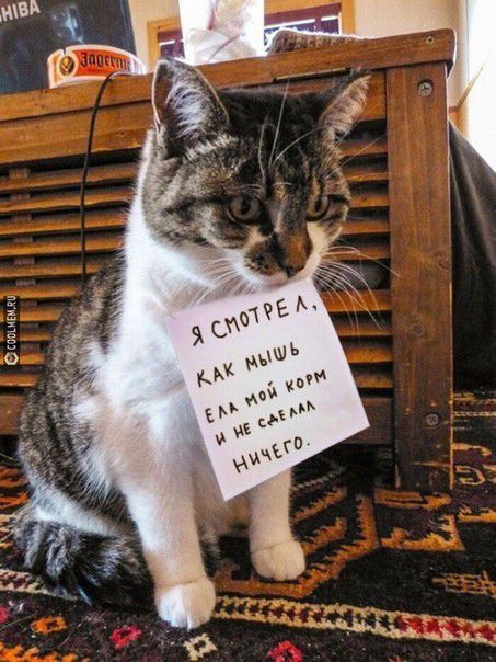 спам