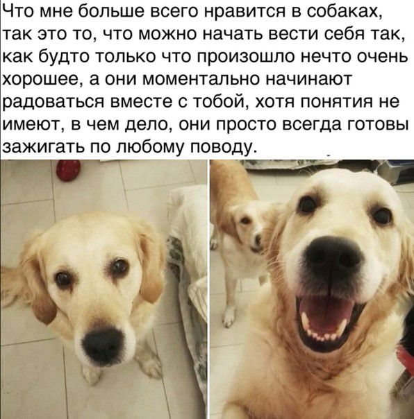 Что мне больше всего нравится в собаках так это то что можно начать вести себя так как будто только что произошло нечто очень хорошее а они моментально начинают радоваться вместе с тобой хотя понятия не имеют в чем дело они просто всегда готовы зажигать по любому поводу