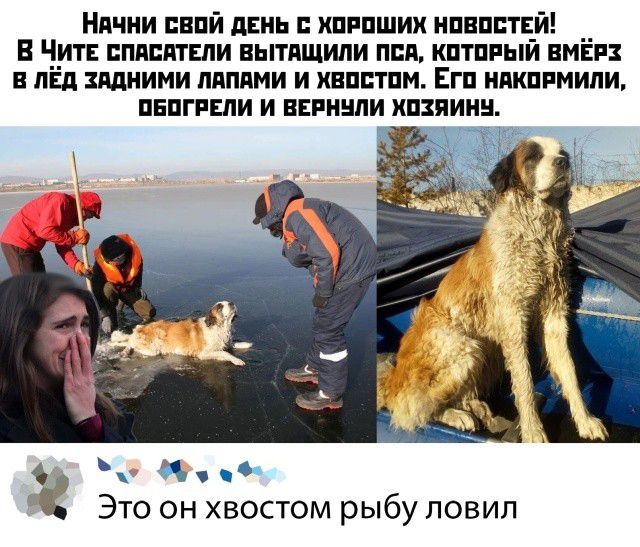 Ндчни пнпй дань хпвпшик нпвпстЁй __ В Чите пппдтвпи вытящили пвп кптппыи виви пвд задними пдпдми и хвпптпм Егп ндкппмипи пнпгпвпи и ввиннпи хпзяинн ЭТО ОН ХВОСТОМ РЫБУ ЛОВИЛ