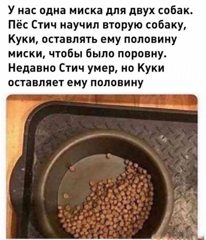 У нас одна миска для двух собак Пёс Стич научил вторую собаку Куки оставлять ему половину миски чтобы было поровну Недавно Стич умер но Куки оставляет ему половину