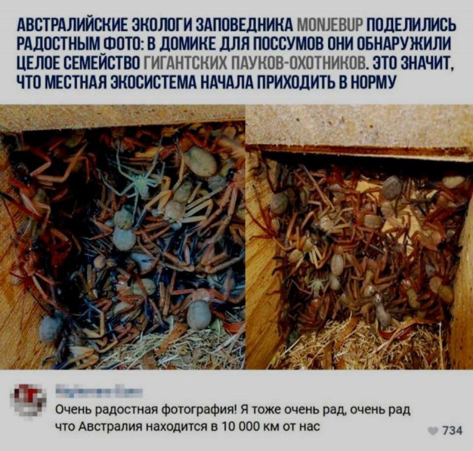 АВСТРАЛИЙСКИЕ ЗКОЛОГИ ЗАПОВЕДНИКА МОШЕВОР ПОДЕЛИЛИБЬ РАДОСТНЬМ_ШОТО В дОМИКЕ ДЛЯ ПОССУМОВ ОНИ ОБНАРУЖИЛИ ЦЕЛОЕ СЕМЕИСТВО ГИГАНТСКИХ ПАУКОВ ОХОТНИНОВ ЭТО ЗНАЧИТ ЧТО МЕОТНАЯ ЗНОСИОТЕМА НАЧАЛА ПРИХОДИТЬ В НОРМУ Очень радостная Фотография Я тоже очень рад очень рад что Австралия находится в 10 000 км от нас