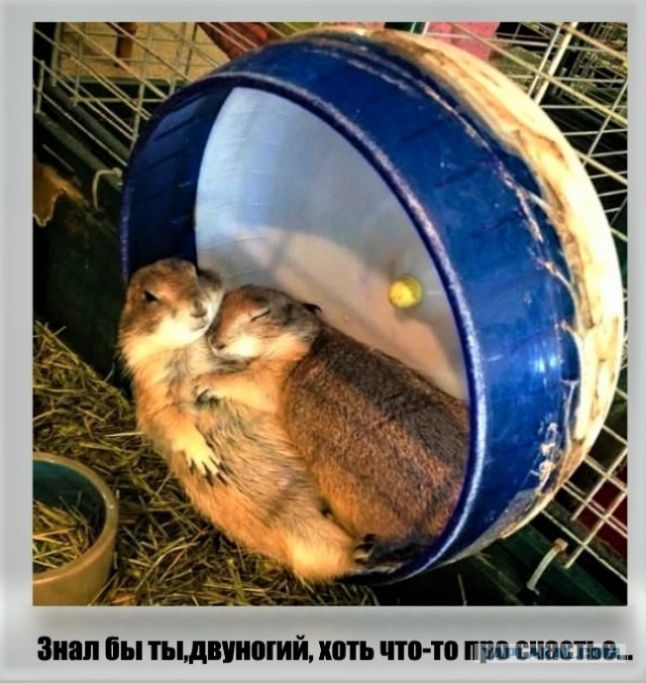 Знал пы ппдниогий хоть что то швам