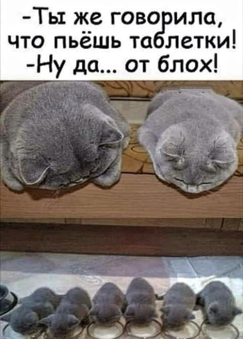 Ть1 же гово ила что пьёшь та летки Ну до от блох 3