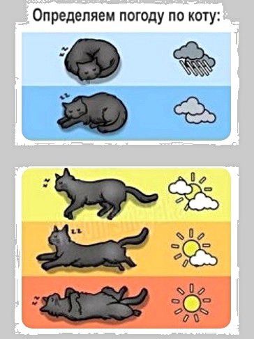 Определяем погоду по коту