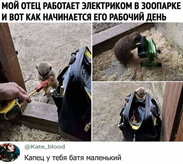 МОЙ ОТЕЦ РАБОТАЕТ ЭЛЕКТРИКОМ В ЗООПАРКЕ И ВОТ КАК НАЧИНАЕТСЯ ЕГО РАБОЧИЙ дЕИЬ КН е_Ь сог Капец у тебя батя маленький