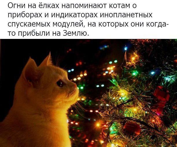 Огни на ёпках напоминают котам о приборах и индикаторах инопланетных спускаемых модулей на которых они когда то прибыли на Землю