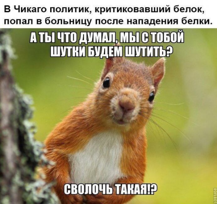 В Чикаго политик критиковавший белок попал в больницу после нападения белки д А ты что дУМАЩМЫ ты 1 ШУТКИ БУДЕМ ШПИТЕ я _ Ч __ свило ЧЬ мнит