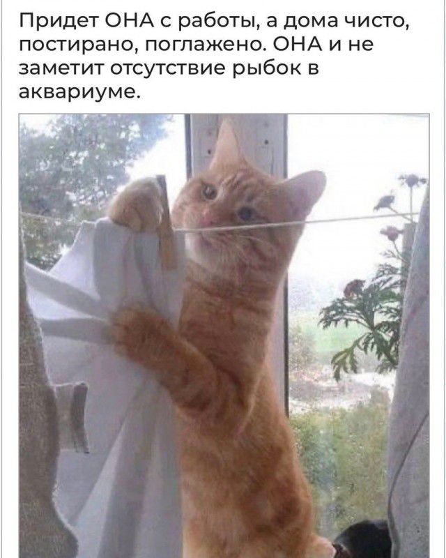 Придет ОНА с работы а дома чисто постирано поглажено ОНА и не заметит отсутствие рыбок в аквариуме