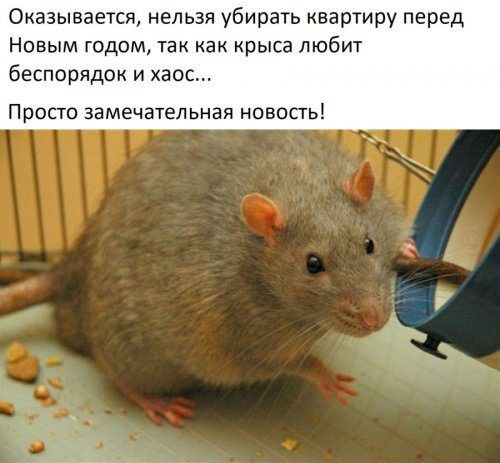 Оказывается нельзя убирать квартиру перед Новым годом так как крыса любит беспорядок и хаос Просто замечательная новость