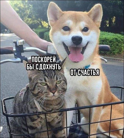 РЕЙ выыпхннть