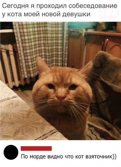 Сегодня я проходил собеседование у кота моей новой девушки По морде видно что кот взяточник