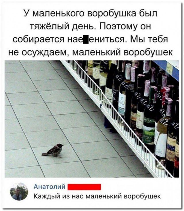 У маленького воробушка был тяжёлый день Поэтому он собирается наеениться Мы тебя не осуждаем маленький воробуше Анатолий _ Каждый из нас маленький воробушек