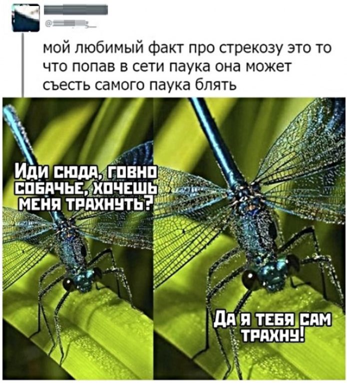 мой любимый факт про стрекозу это то что попав в сети паука она может съесть самого паука блять дА таня сям _тпдхнн