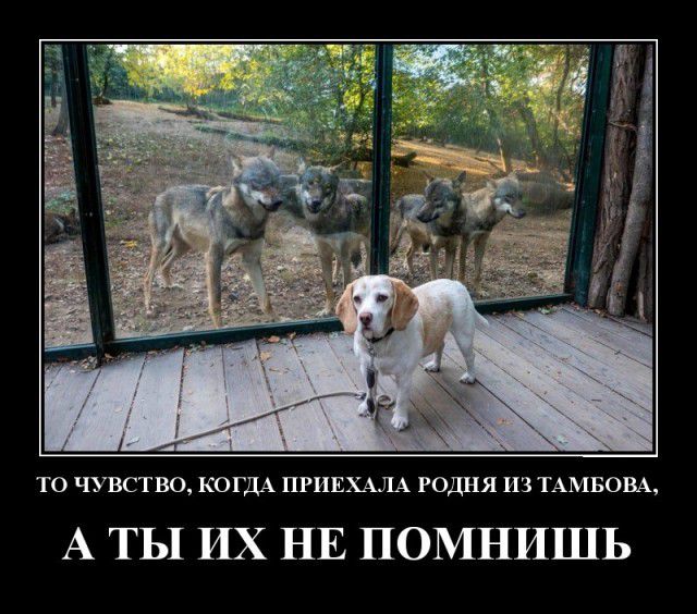 ТО ЧУВСТВО КОГДА ПРИЕХАЛА годня ИЗ ТАМБОВА А ТЫ ИХ НЕ ПОМНИШЬ