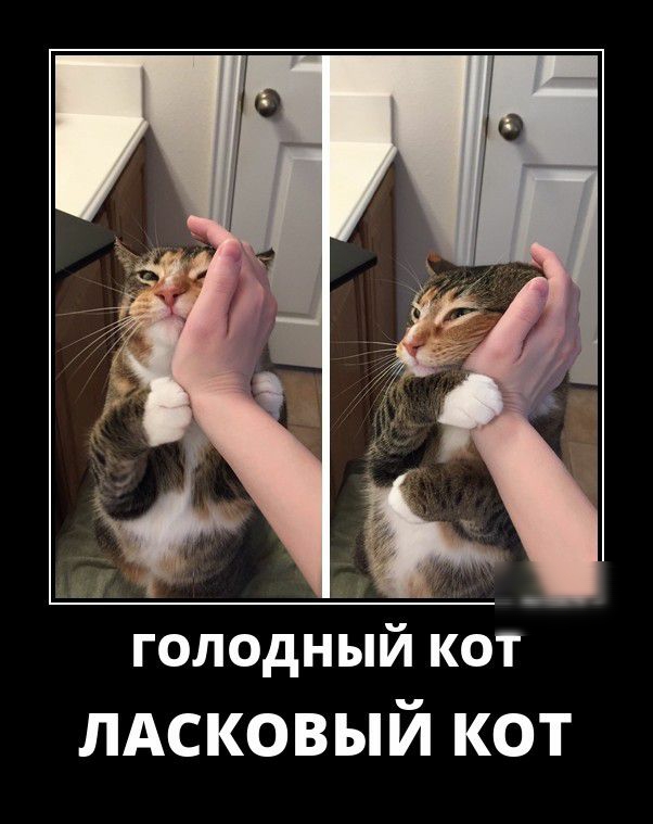 _ г 1 Ф голодньій кот пАсковый кот