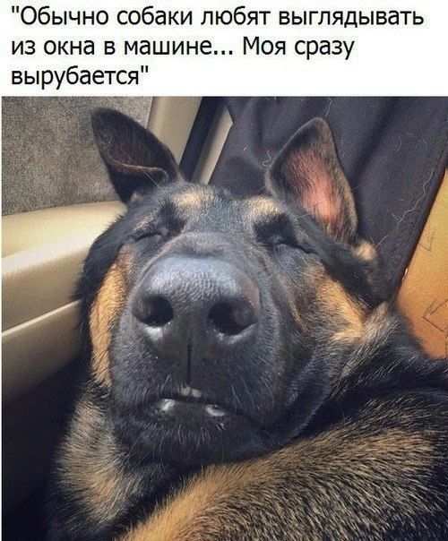 Обычно собаки любят выглядывать из окна в машине Моя сразу вырубается