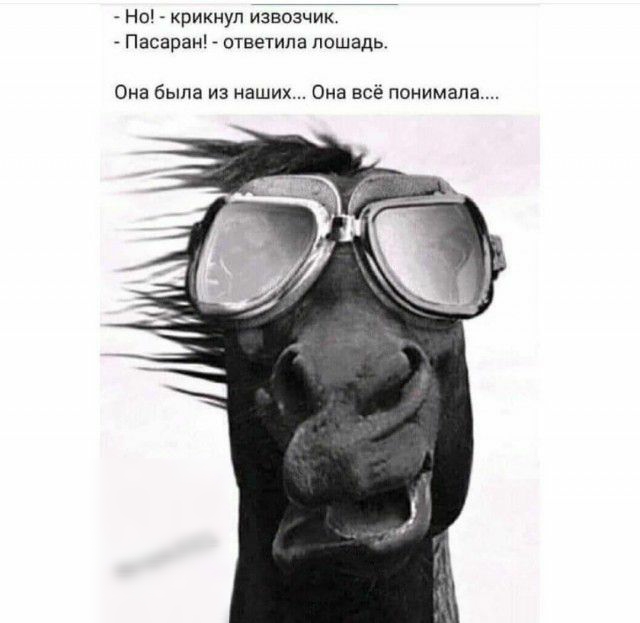 Но крикнул извозчик Пасаран ответила лошадь Она была из наших Она всё понимала