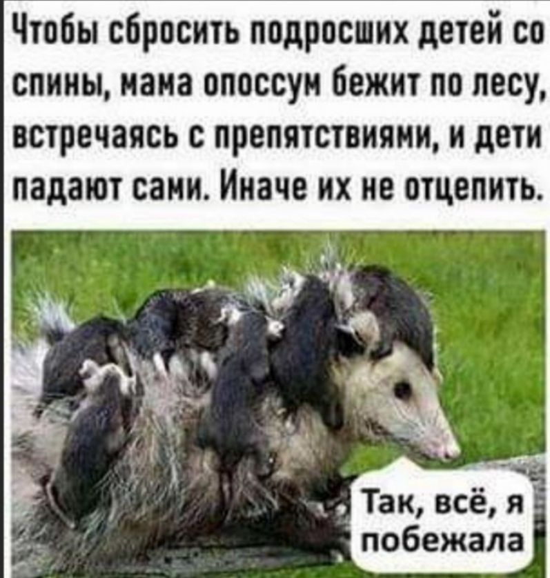 Чтобы сбросить подрос их детей со спины иаиа опоссуи бежит по лесу встречаясь с препятствиями и дети падают сани Иначе их не отцепить Так всё я _ побежала