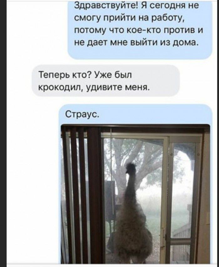 Здравствуйте Я сегодня не смогу прийти на работу потому что коекто против и не дает мне выйти из дома Теперь кто Уже был крокодил удивите меня Страус