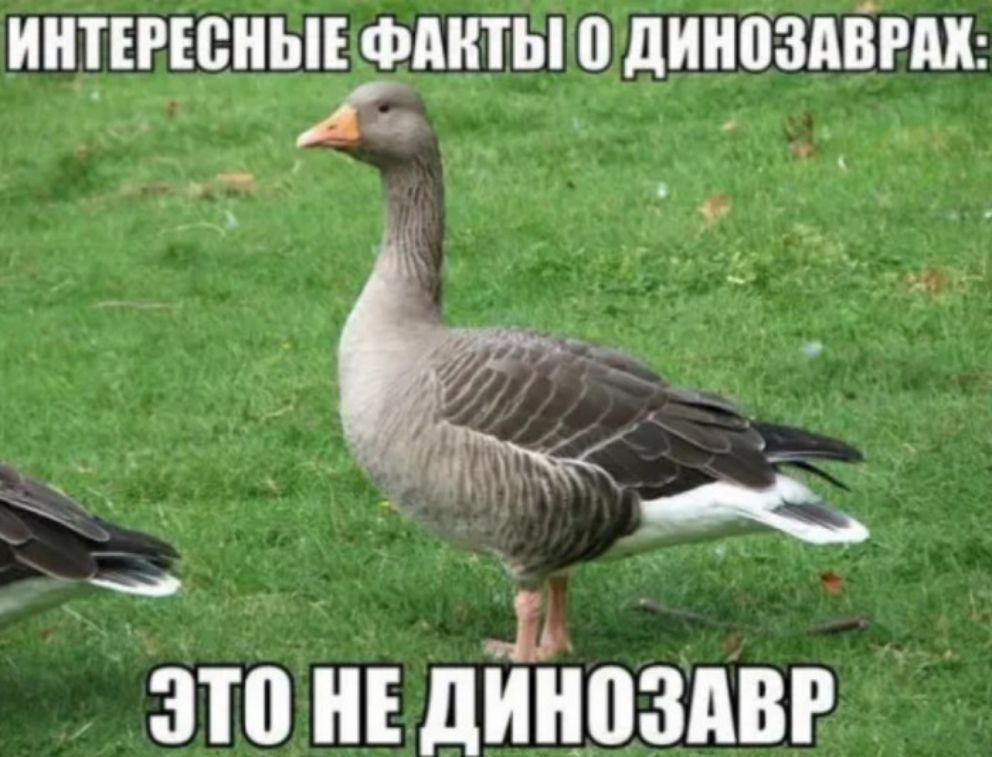 ИНТЕРЮПЬЁАШЫ 0 дИНПЗАЁРМ Дь это НЕ диноздвг