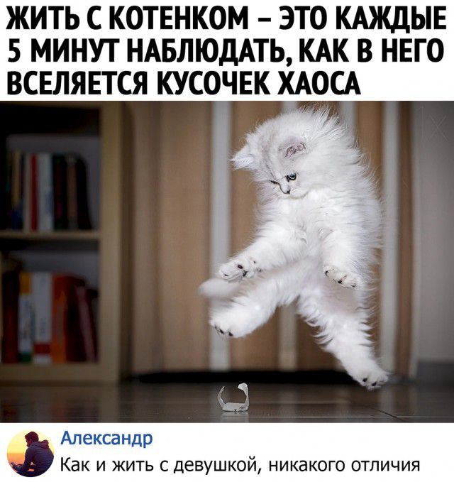 жить с котвнком это кдждыв 5 минут ндвлюддть кдк в нвго вселяется кусочвк ХАОСА Александр Как и жить с девушкой никакого отличия