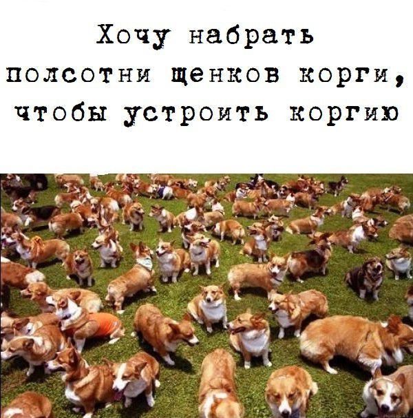 Хочу набрать полсотни щенков корги чтобы устроить коргию