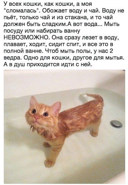 У всех кошки как кошки а моя сломалась Обожает воду и чай Воду не пьёт только чай и из стакана и то чай должен быть сладкимА вот вода Мыть посуду или набирать ванну НЕВОЗМОЖНО Она сразу лезет в воду плавает ходит сидит спит и все это в полной ванне Чтоб мыть попы у нас 2 ведра Одно для кошки другое для мытья А в душ приходится идти с ней