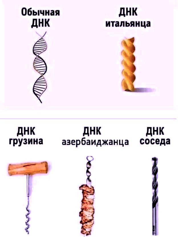 Обычная дНК дНК итальянца дНК дНК дНК грузина азербаиджанца соседа Т Ё