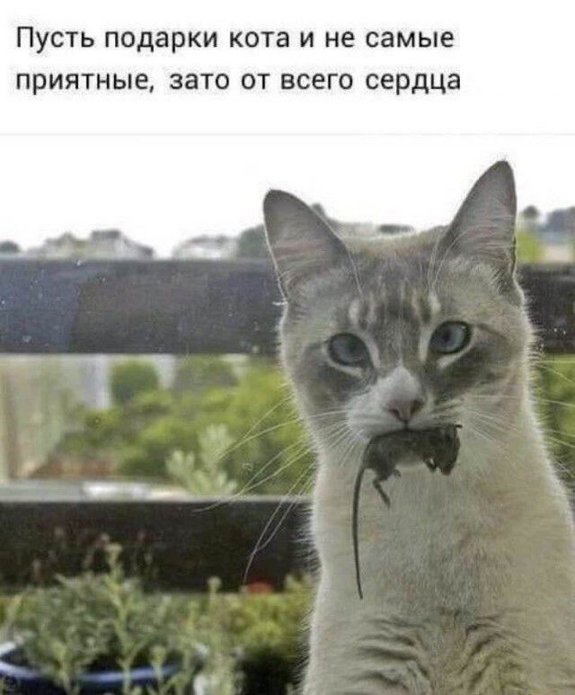 ПУСТЬ подарки КОТЗ И не самые ПрИЯТНЫЕ ЗЗТО ОТ ВСЕГО сердца