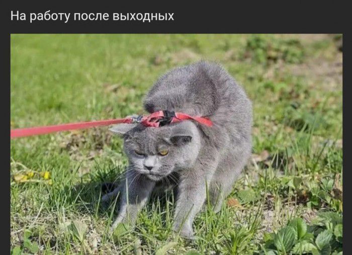 На работу после выходных