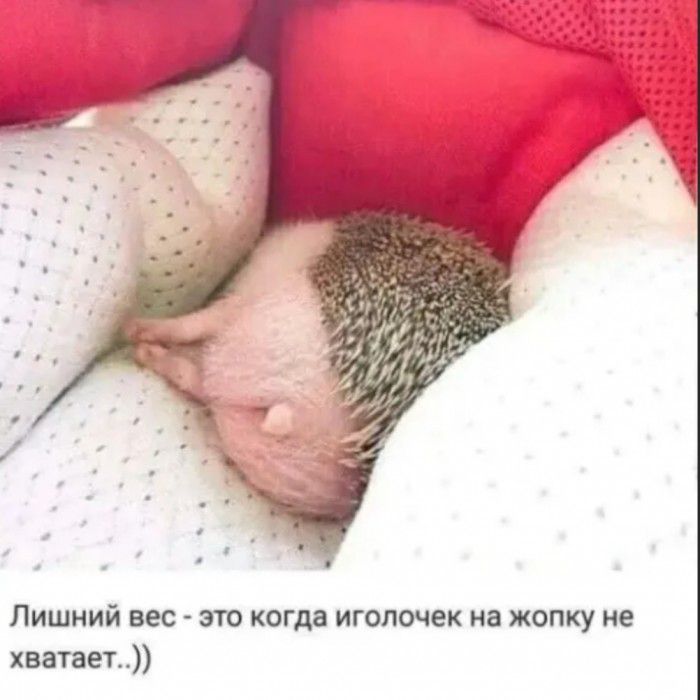 Лишний вес это когда иголочек на жопку не хватает