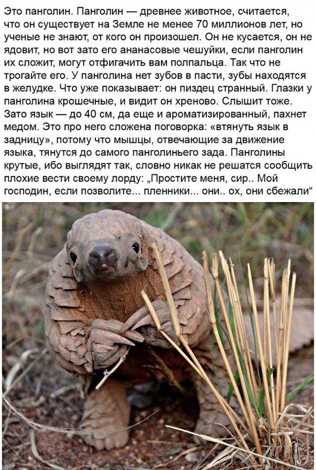 Это панголин Панголин древнее животное считается что он существует на Земле не менее 70 миллионов лет но ученые не знают от кого он произошел Он не кусается он не ядовит но вот зато его ананасовые чешуйки если панголин ИХ СПОЖИТ МОГУТ ОТфИГЗЧИТЬ вам ПОППЗПЬЦЕ ТЗК ЧТО не трогайте его У панголииа нет зубов в паоти зубы находятся в желудке Что уже показывает он пиздец странный Глазки у панголина крош