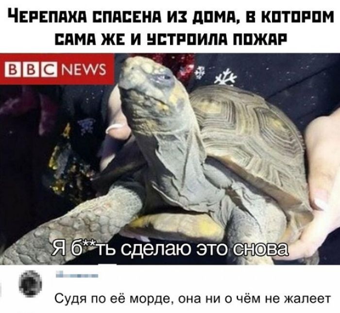 ЧЕРЕППХЯ ЕППЕЕНП ИЗ дПМП В КПТПРПМ пдмд ЖЕ И ШТРПИПП ППЖПР ЧрЦ 5 631 Судя по её морде она ни о чём не жалеет