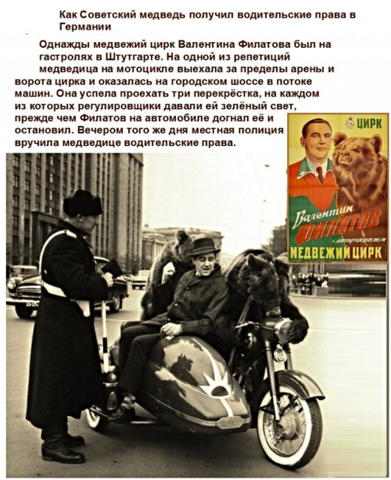 Как Советский медведь получил водительские права в Германии Однажды медвежий цирк Валентина Филатова был на гастролях в Штутгарте На одной и репетиций медведица на мотоцикле выехала за пределы арены и ворота цирка и оказалась на городском шоссе в потоке машин Она успела проехать три перекрёстка на каждом из которых регулировщики давали ей зелёный свет прежде чем Филатов на автомобиле догнал её и о