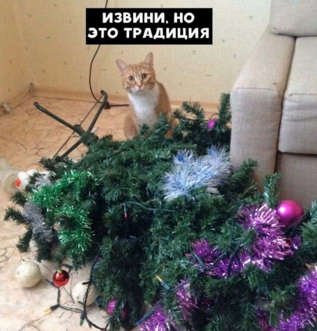 ИЗВИНИ НО ЭТО ТРАДИЦИЯ