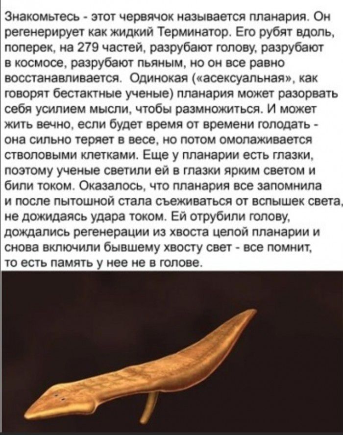 Знакомьтесь этот червячок называется планария Он регенерирует как жидкий Терминатор Его рубят вдоль поперек на 279 частей разрубают голову разрубают в космосе разрубают пьяным но он все равно восстанавливается Одинокая асексуальная как говорят бестактные ученые лпанария может разорвать себя усилием мысли чтобы размножиться И может жить вечно если будет время от времени голодать она сильно теряет в