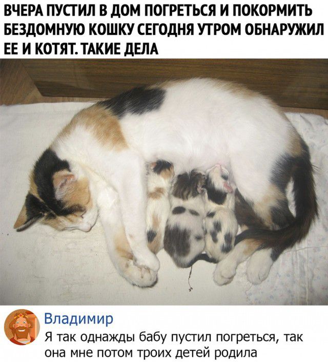ВЧЕРА ПУСТИЛ В дОМ ПОГРЕТЬСЯ И ПОКОРМИТЬ БЕЗДОМНУЮ КОШКУ СЕГОДНЯ УТРОМ ОБНАРУЖИЛ ЕЕ И КОТЯТ ТАКИЕ дЕЛА Владимир Я так однажды бабу пусгил погреться так она мне потом троих детей родила