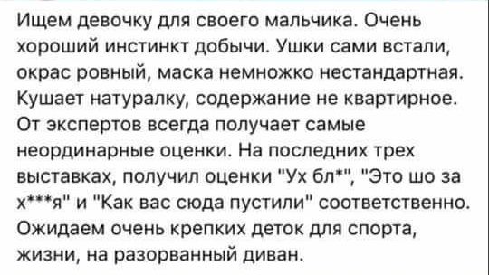 Ищем девочку для своего мальчика Очень хороший инстинкт добычи Ушки сами встали окрас ровный маска немножко нестандартная Кушает натурапку содержание не квартирное От экспертов всегда получает самые неординарные оценки На последних трех выставках получил оценки Ух бл Это шо за я и Как вас сюда пустили соответственно Ожидаем очень крепких деток для спорта жизни на разорванный дивана
