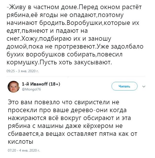 Живу в частном домеЛеред окном растёт рябинаеё ягоды не опадаютпоэтому начинают бродитьВоробушкикоторые их едятпьянеют и падают на снегХокуподбираю их и заношу домойлока не протрезвеютУже задолбало бухих воробушков собиратьловесил кормушкуЛусть хоть закусывают сиз янв 2026 г 1 йИваиоН18 иоп9зпв 7 Это вам повезло что свиристели не просекли про ваше деревонони когда нажираются всё вокруг обсирают и 