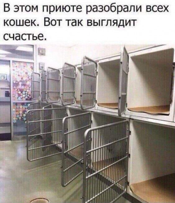 В этом приюте разобрали всех кошек Вот так выглядит счастье